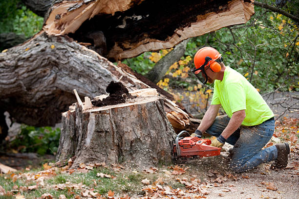 Best Emergency Tree Removal  in West Branch, MI